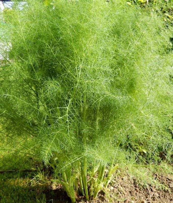 XOLDA Sweet Fennel Seed  (28 per packet)