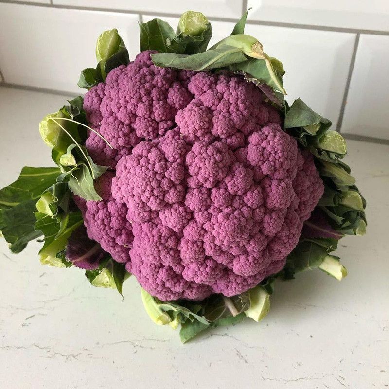 PMB Caulipurple Vegetable Seed  (15 per packet)