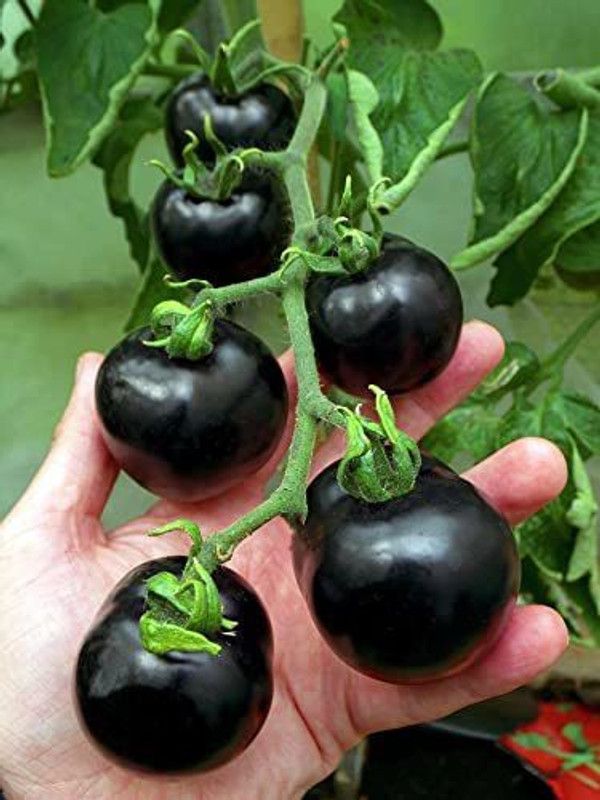 KANAYA Hybrid Black Tomato Seed  (300 per packet)