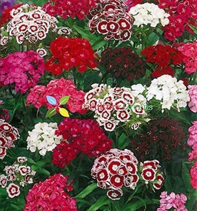 Mozette Sweet william Seed  (96 per packet)