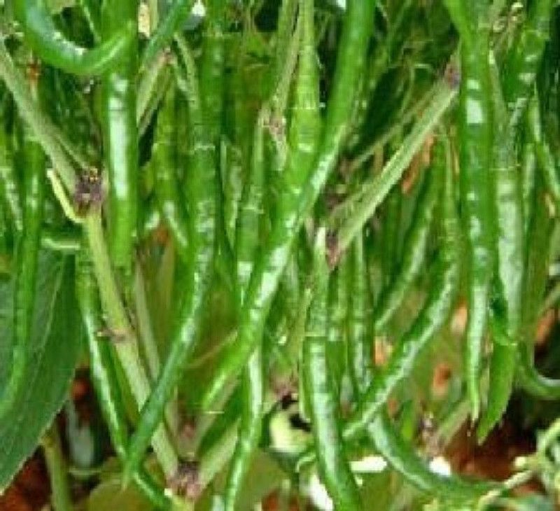 GROUNDOXY CHILLI (MIRCHI) SEED C59 SUPERIOR QUALITY 100% FERTILIZE HYBRID PRODUCER CHOICE F1 SEED FOR YOUR HOME GARDENING INDOOR AND OUTDOOR BOTH Seed  (150 per packet)