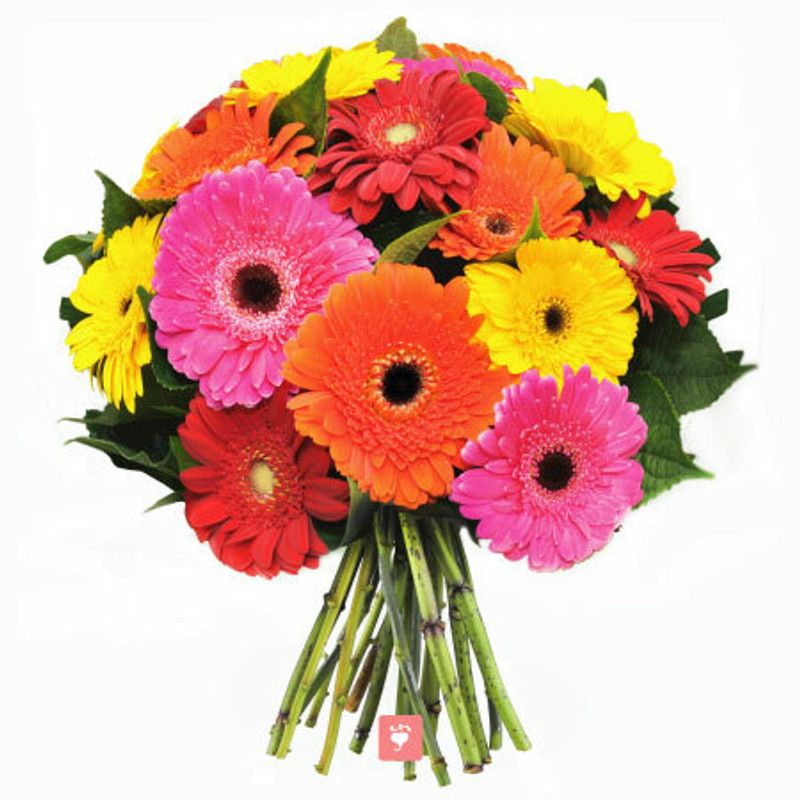 Mozette Exotic gerbera Seed  (34 per packet)