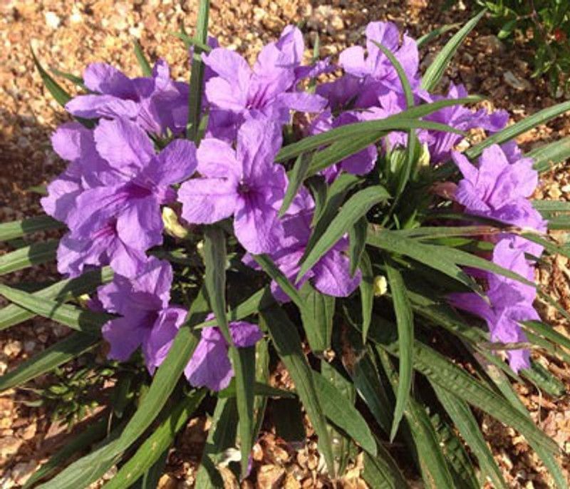 My Dream Nursery ZZ Plant  (Hybrid, Pack of 1)
