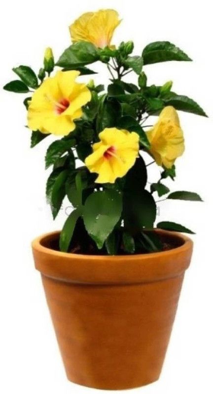 Platone Hibiscus Plant  (Pack of 1)