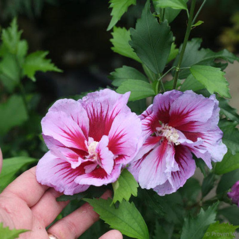 EROANVIA Hibiscus Gudhal Flower Plant  (Hybrid, Pack of 1)