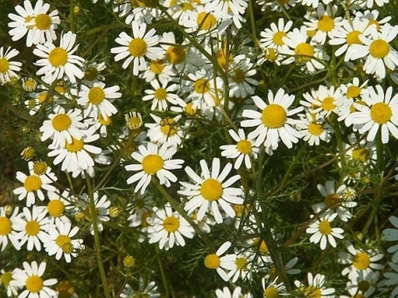 VibeX ® RXI-212 Certified Organic German Chamomile Seed  (250 per packet)
