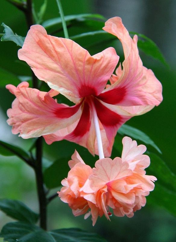 JDM Store hibiscus lions tail Seed  (25 per packet)