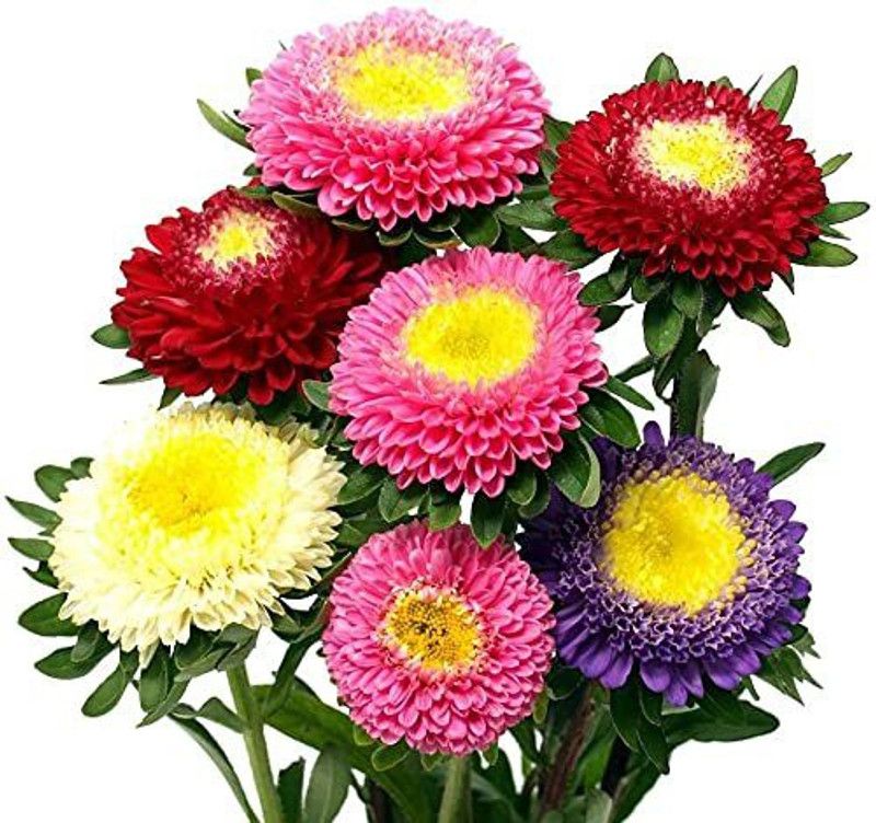 KANAYA Aster" Duchess Mixed" Hybrid Seed  (26 per packet)