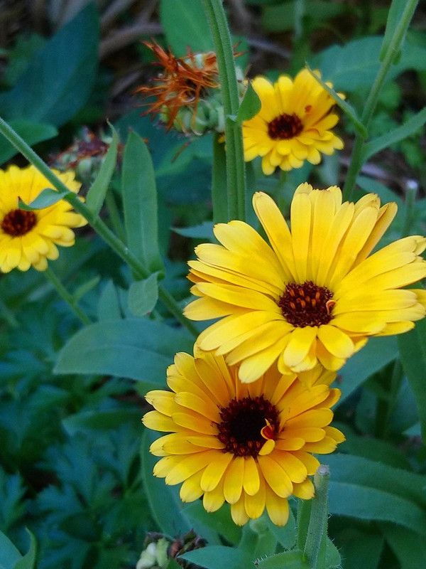 Lippy Classic Calendula Seed  (70 per packet)