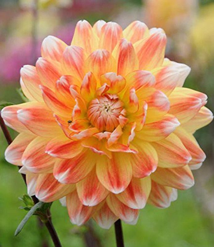 KANAYA Dahlia Flower Seed  (40 per packet)
