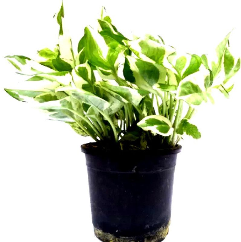 Natural Nursery Money Plant  (Hybrid, Pack of 1)