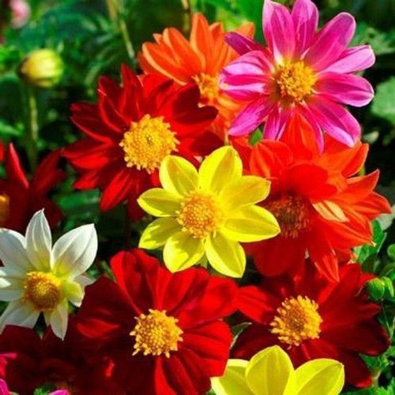 Paudha Dahlia mix Seed  (30 per packet)