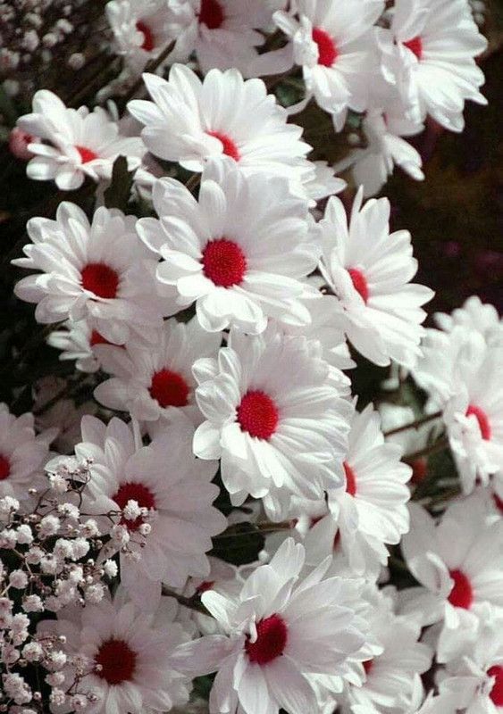 JDM Store Rhodanthemum Seed  (100 per packet)