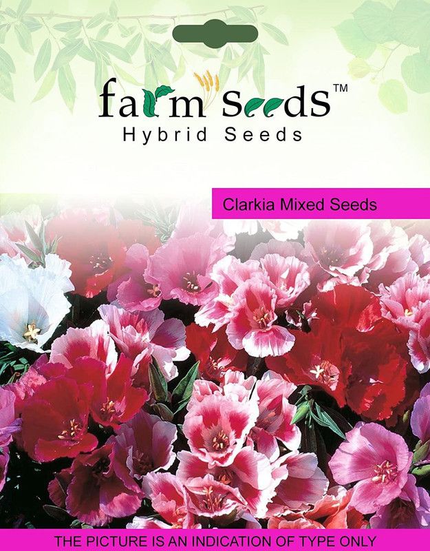 CYBEXIS Clarkia Mixed400 Seeds Seed  (400 per packet)
