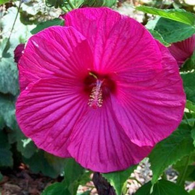 pb mandira plant Hibiscus Plant  (Hybrid, Pack of 1)
