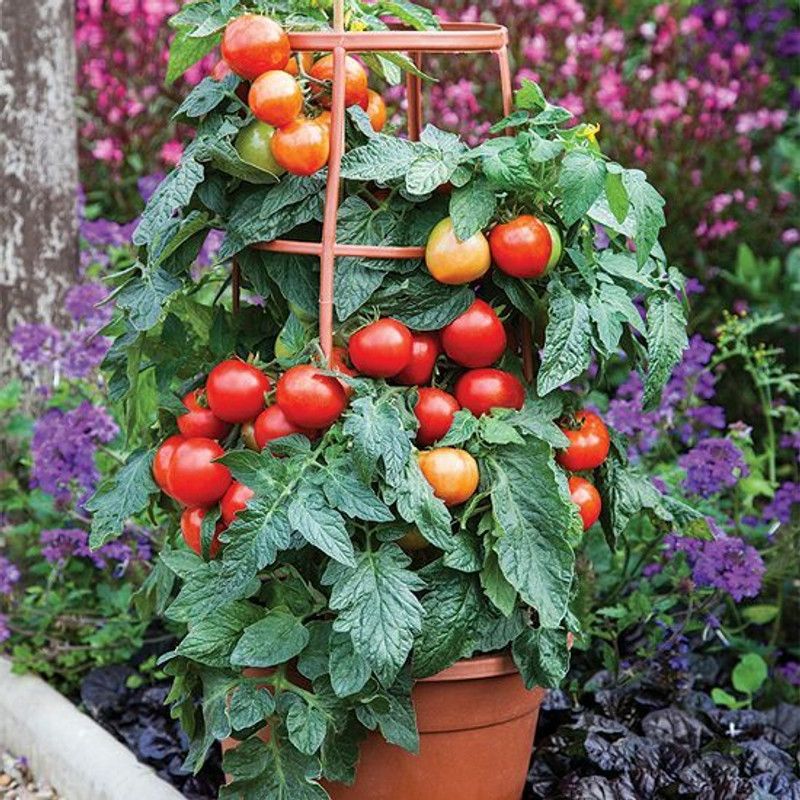 Nodoc Tomato vegetable Seed  (27 per packet)