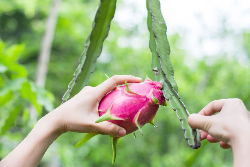 Mozette Hybrid Dragon fruit Seed  (60 per packet)
