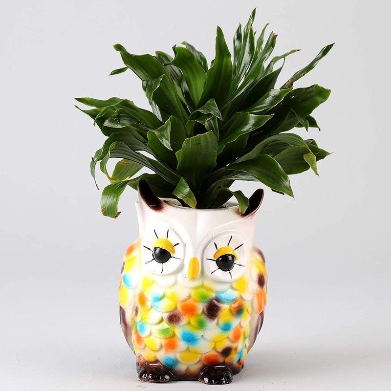The Nursery Dracaena Plant  (Hybrid, Pack of 1)