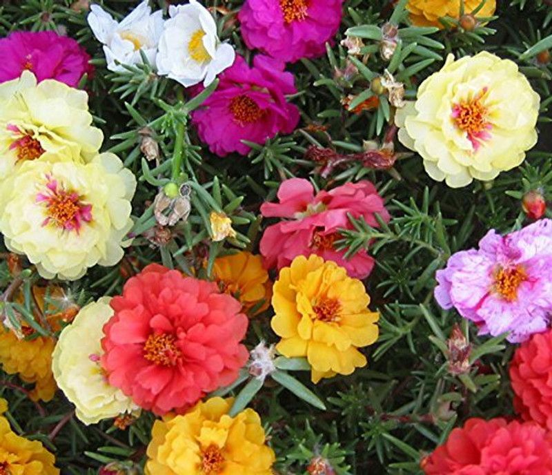 PMB Exotic portulaca Seed  (34 per packet)