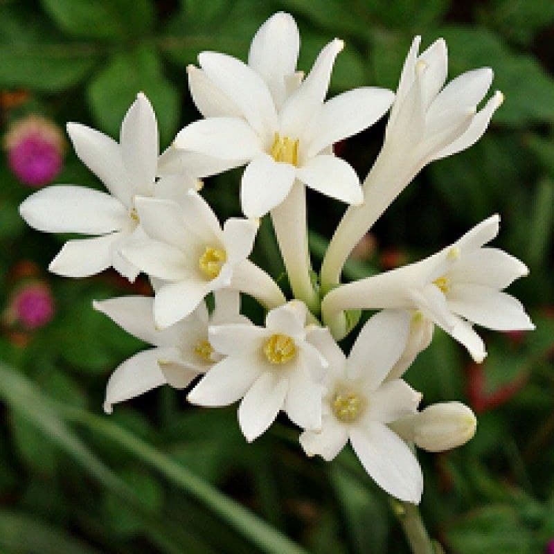 VIJAY GREENERY Tuberose/Rajnigandha Plant  (Pack of 1)