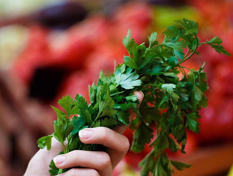 VibeX ® LXI-89 Flat Leaf Italian Parsley Seeds Seed  (500 per packet)