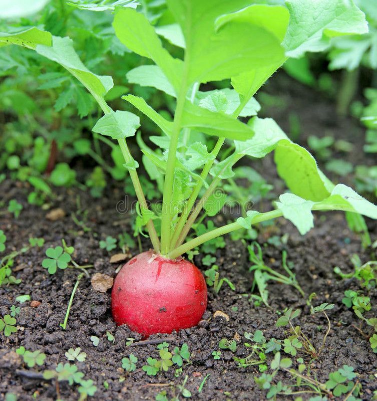 Mozette Red round Radish Seed  (20 per packet)