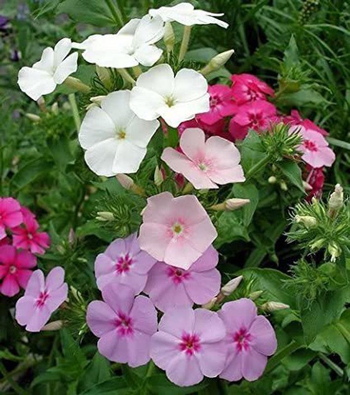 XOLDA Phlox Mix Flower Seed  (48 per packet)