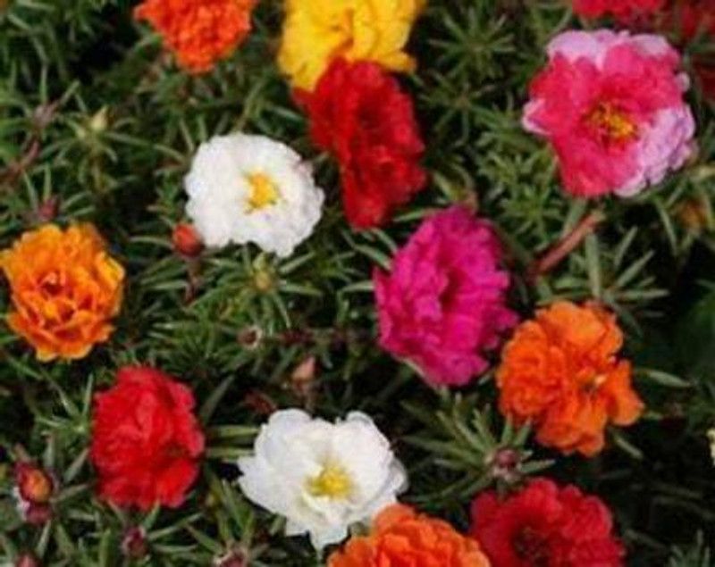 Nodoc Exotic portulaca Seed  (38 per packet)