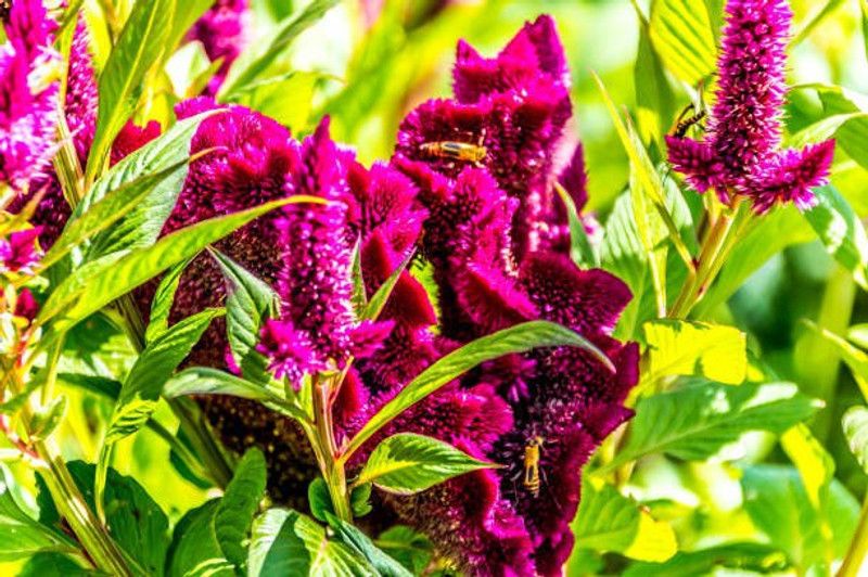ZOTIKOS Celosia Seed  (15 per packet)