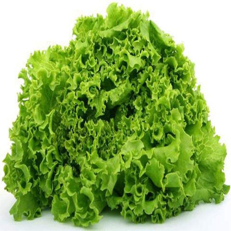 JRYU Lettuce Seeds for Kitchen Gardening Seed  (30 per packet)