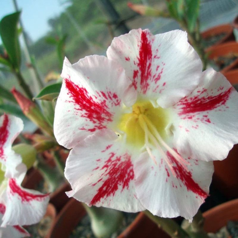 VibeX HUA-14 - Mixed Adenium Desert Rose - (315 Seeds) Seed  (315 per packet)