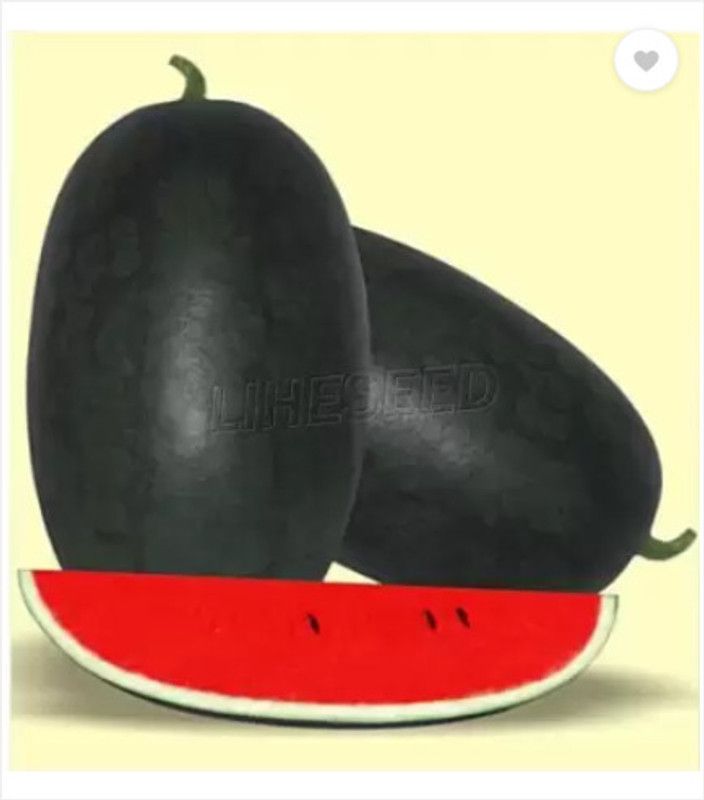 Vikas ORGENIC, BLACK WATERMELON SEED, EASY TO GROW HOME GARDENING SEED Seed  (680 per packet)