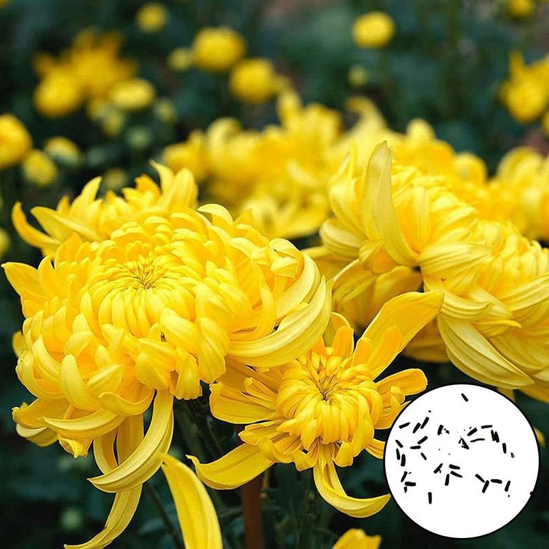 CYBEXIS Non GMO Attractive Natural Yellow Chrysanthemum Seeds Seed  (25 per packet)