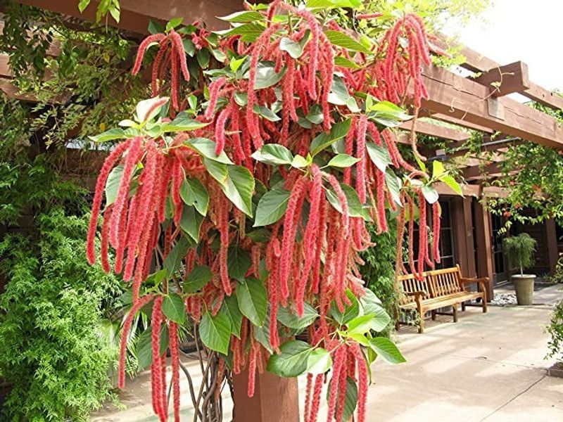 Aro Amaranthus Seed  (250 per packet)