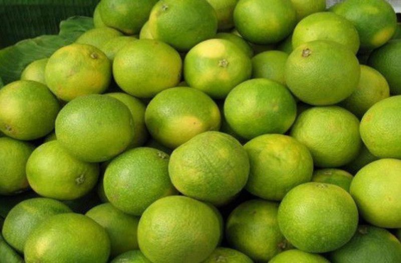 Klone Mousambi, musambi, sweet lime Seed Seed  (20 per packet)
