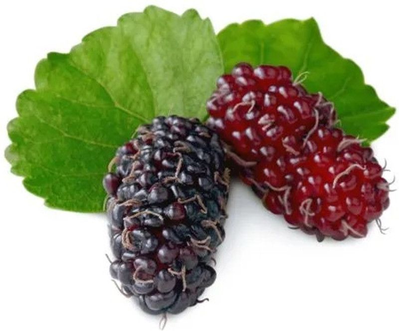 Nodoc Mulberry (shahatoot) Seed  (60 per packet)