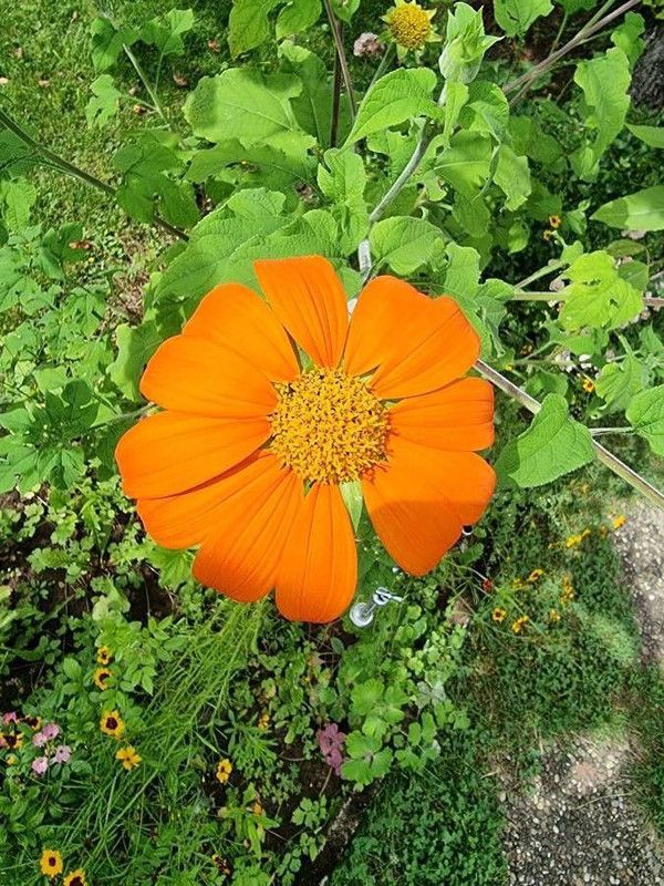 madrid Tithonia Red Flower Seed  (50 per packet)