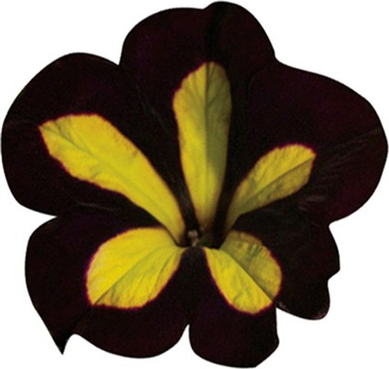 Nema Petunia Kabloom Calibrachoa Seeds - Chocolate and yellow - 20 Pcs Seed  (20 per packet)
