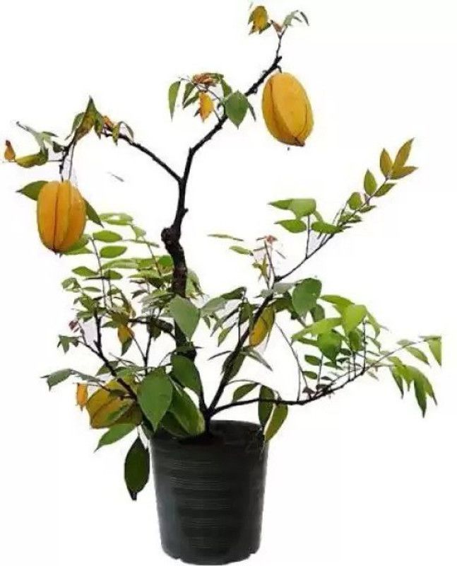 Chalisa Star Fruit, Carambola Seed  (65 per packet)