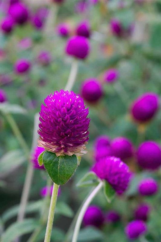 Paudha Gomphrena Purple Seed  (15 per packet)