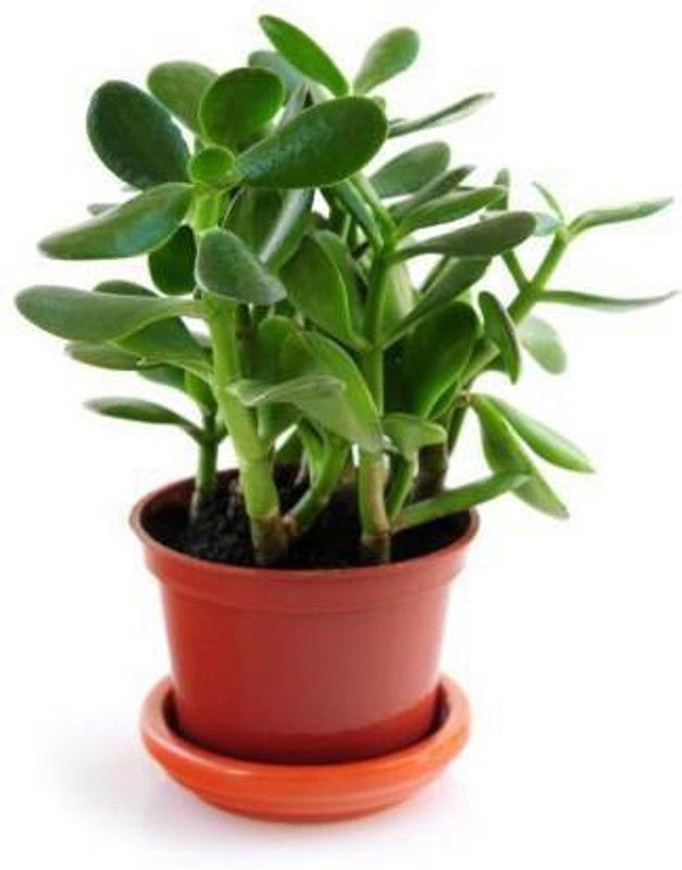 greengrow Crassula Plant  (Pack of 1)