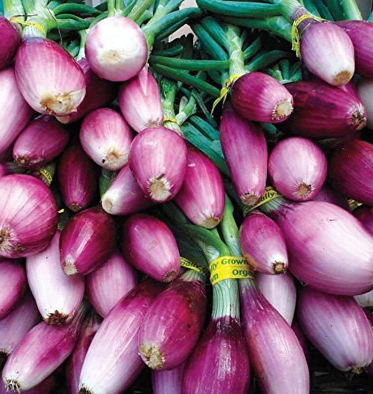 WILLVINE NDIR-1224 Hybrid Shallots onion Seed  (1000 per packet)