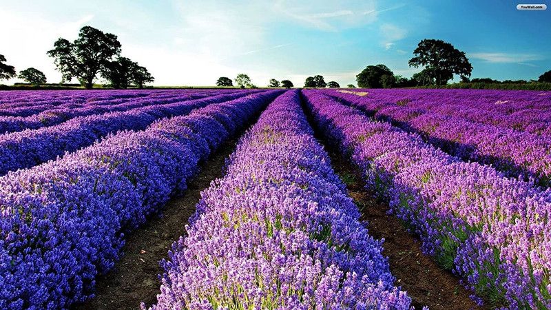 WILLVINE Herb Seeds : Lavender English Seed  (500 per packet)