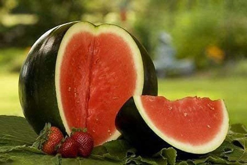 MKR Enterprises Tarbuj Seed  (290 per packet)