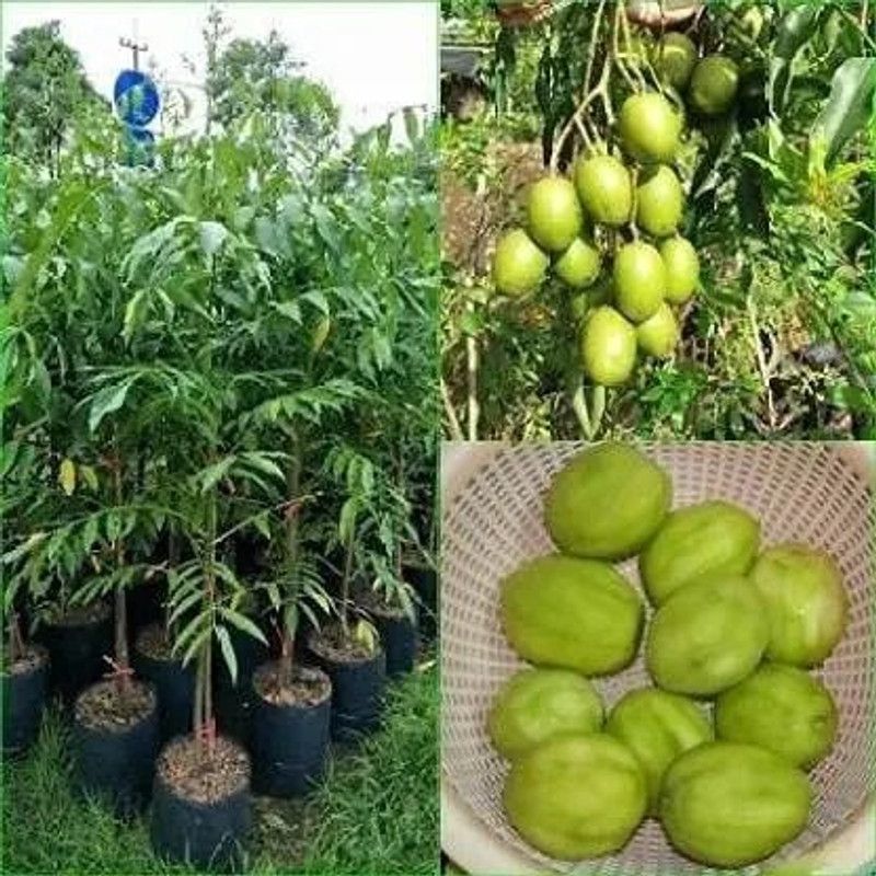 MAITRA AND SONS Amra Plant  (Hybrid, Pack of 1)