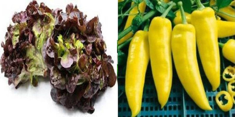 dreamseawaves Chilli Pepper Santa FE Grande (Hybrid)&Lettuce Salad (Oak Leaf Red) Seed  (20 per packet)