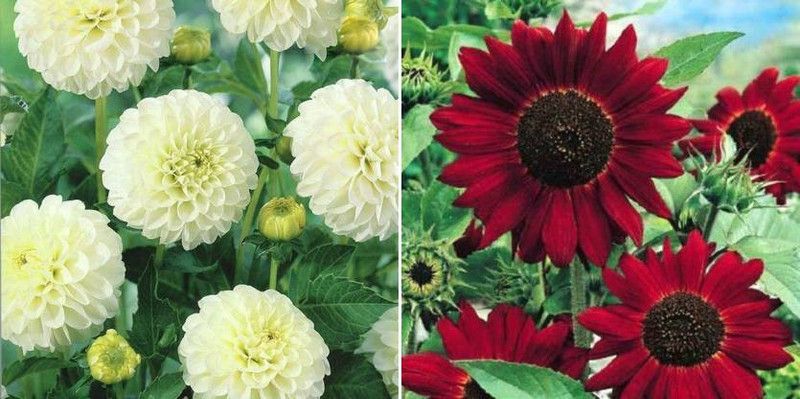 xcentax ZINNIA GIANT WHITE & sunflower red Seed  (20 per packet)