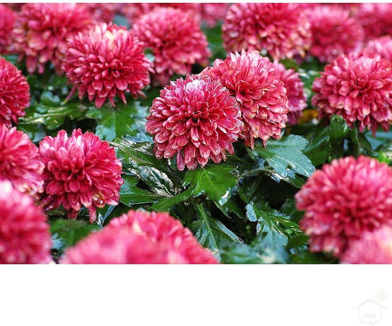 CYBEXIS Red Chrysanthemum Seeds Seed  (25 per packet)
