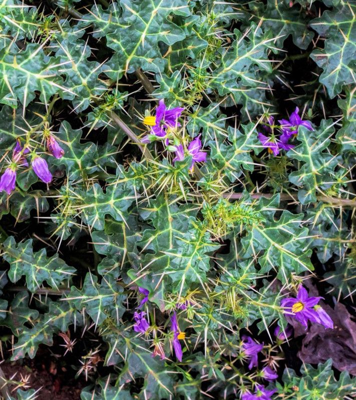 Faabiie Kateri Bhatkatiya Kantakari Katehri Kateli Indian Solanum Plant Seed  (200 per packet)