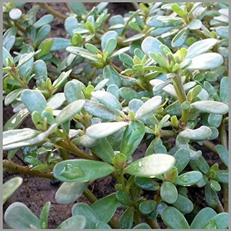 XOLDA Organic kulfa Seed  (31 per packet)
